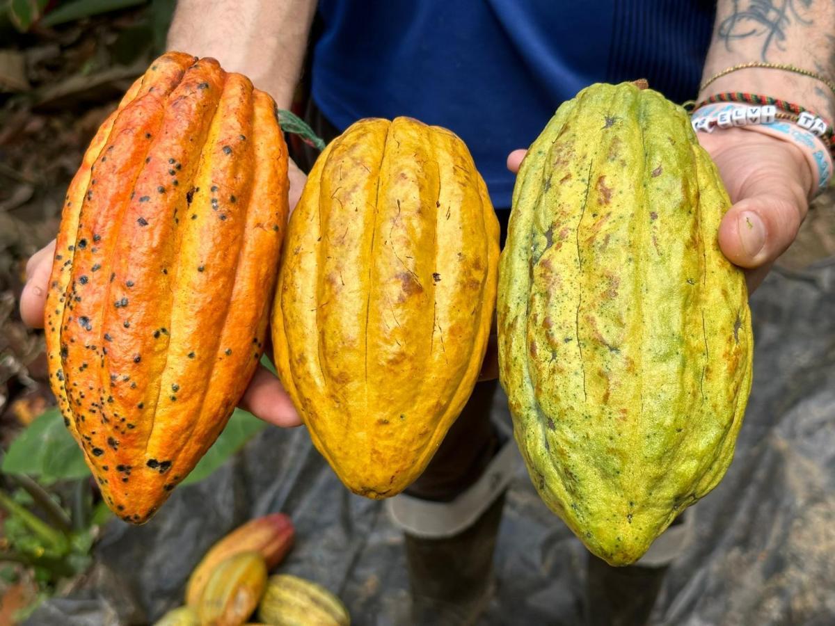 Finca La Selvita Chocolate Experience Buritaca Kültér fotó