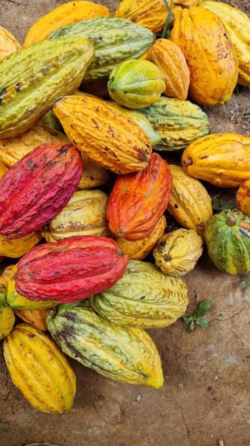 Finca La Selvita Chocolate Experience Buritaca Kültér fotó