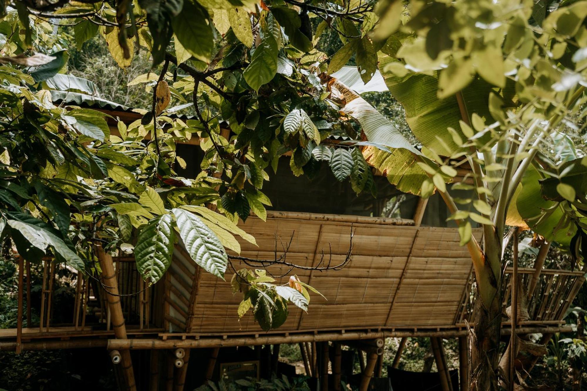 Finca La Selvita Chocolate Experience Buritaca Kültér fotó