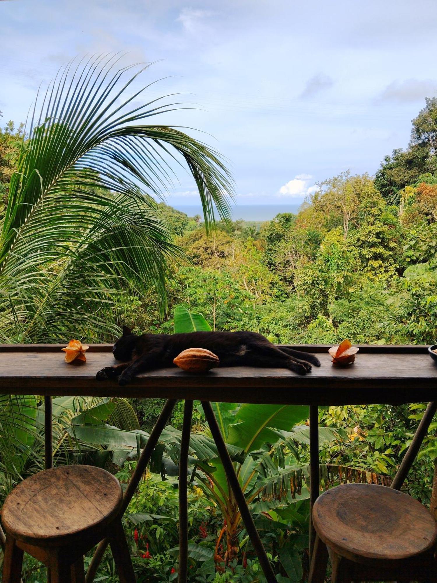 Finca La Selvita Chocolate Experience Buritaca Kültér fotó
